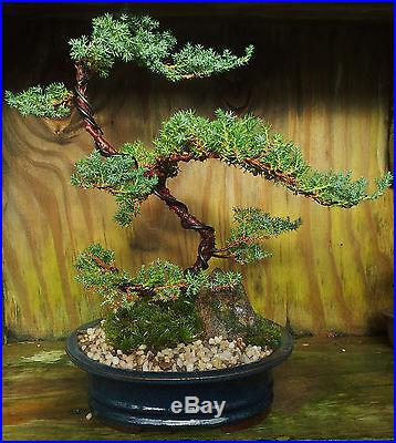 Bonsai Tree Juniper (windswept)