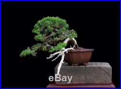 Bonsai Tree Kenji Miyata Semi-cascade Japanese Juniper (byakushin) Masterpiece