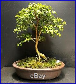 Bonsai Tree Kingsville Boxwood 10 Years Old, 8 3/4 Tall, Quality Japanese Pot