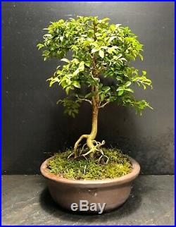 Bonsai Tree Kingsville Boxwood 10 Years Old, 8 3/4 Tall, Quality Japanese Pot