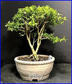 Bonsai Tree Kingsville Boxwood 12 Years 8 1/2 Tall New Japanese Pot Chop Mark