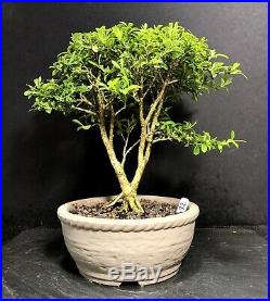 Bonsai Tree Kingsville Boxwood 12 Years 8 1/2 Tall New Japanese Pot Chop Mark