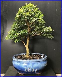 Bonsai Tree Kingsville Boxwood 12 Years Old Chinese Quality Pot
