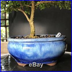 Bonsai Tree Kingsville Boxwood 12 Years Old Chinese Quality Pot
