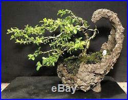Bonsai Tree Kingsville Boxwood 12 Years Old, Wire Styled, Kurama Moon Shape Pot