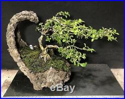 Bonsai Tree Kingsville Boxwood 12 Years Old, Wire Styled, Kurama Moon Shape Pot