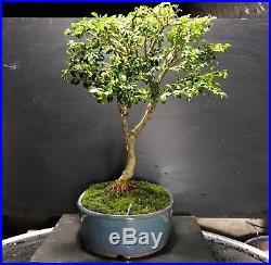 Bonsai Tree Kingsville Boxwood 15 Years Old, 12.5 tall, Japanese pot with stamp