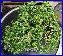 Bonsai Tree Kingsville Boxwood 15 Years Old, 12.5 tall, Japanese pot with stamp