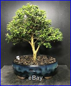 Bonsai Tree Kingsville Boxwood 16 Years Old, 10 Tall, Japanese pot with chop
