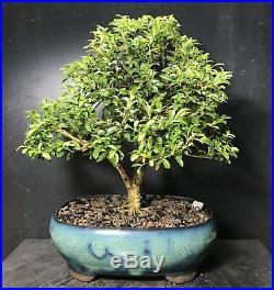 Bonsai Tree Kingsville Boxwood 16 Years Old, 10 Tall, Japanese pot with chop