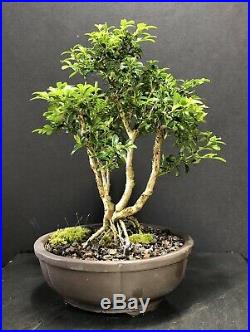 Bonsai Tree Kingsville Boxwood 18 Years From Cuttings, Quality Chinese Pot