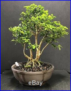 Bonsai Tree Kingsville Boxwood 18 Years From Cuttings, Quality Chinese Pot