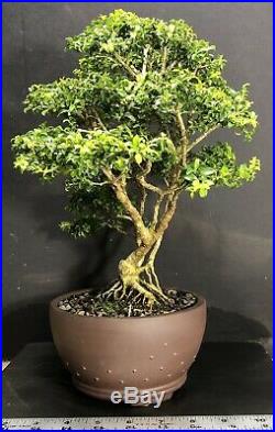 Bonsai Tree Kingsville Boxwood 30 Years From Cutting 13 5/8, Yixing Zisha Pot