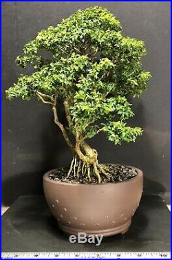Bonsai Tree Kingsville Boxwood 30 Years From Cutting 13 5/8, Yixing Zisha Pot