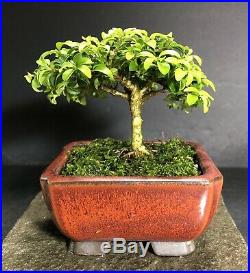 Bonsai Tree Kingsville Boxwood 5 Years Old Hand Size Mame Japanese Pot With Chop