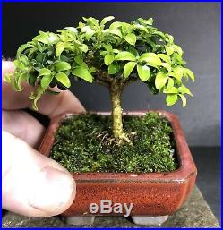 Bonsai Tree Kingsville Boxwood 5 Years Old Hand Size Mame Japanese Pot With Chop