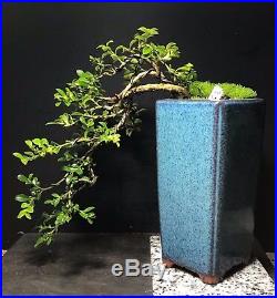 Bonsai Tree Kingsville Boxwood Cascade 9 Years Old Chinese Quality Pot