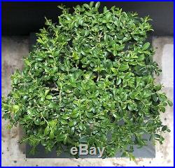 Bonsai Tree Kingsville Boxwood Pre Bonsai 16 Years, Japanese Oval Unglazed Pot