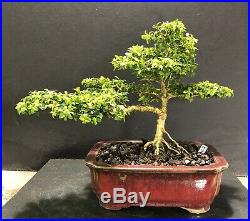 Bonsai Tree Kingsville Boxwood Shohin 12 Years Old 8 3/8 T. Quality Chinese Pot