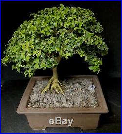 Bonsai Tree Kingsville Boxwood Shohin 15 Years Old 8 1/4 Tall, Japanese Pot