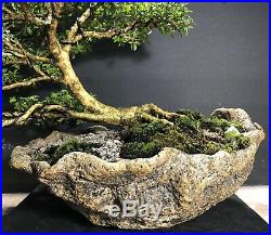 Bonsai Tree Kingsville Boxwood in a Kurama Style Scoop Pot 31 Years, 12 3/4tall