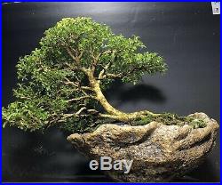 Bonsai Tree Kingsville Boxwood in a Kurama Style Scoop Pot 31 Years, 12 3/4tall