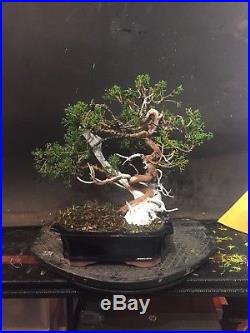 Bonsai Tree Kishu Shimpaku Juniper Tanuki