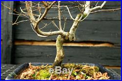 Bonsai Tree Korean Hornbeam KB-1215B