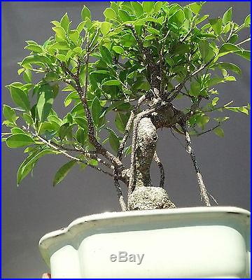 Bonsai Tree, Large Tiger bark Ficus, Ficus Retusa, Incredible Aerial roots
