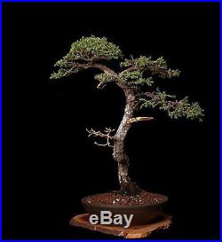 Bonsai Tree Literati (bunjin) Style San Jose Juniper
