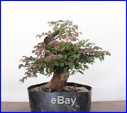 Bonsai Tree, Loropetalum, Chinese Witch Hazel, Powerful Nebari, Mature Tree