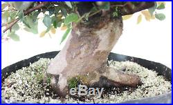 Bonsai Tree, Loropetalum, Chinese Witch Hazel, Powerful Nebari, Mature Tree