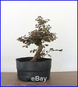 Bonsai Tree, Loropetalum, Flowering Colorful Species, Super developed nebari