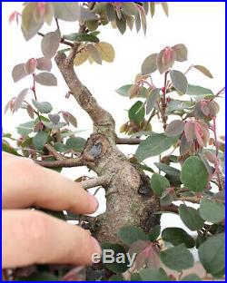 Bonsai Tree, Loropetalum, Flowering Colorful Species, Super developed nebari