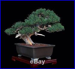 Bonsai Tree Masterpiece Juniper by Artist Mauro Stemberger in Tokoname Pot