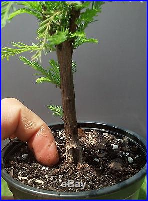 Bonsai Tree, Montezuma Cypress, Taxodium mucronatum, Live Tree! Starter tree