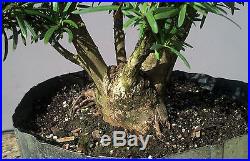 Bonsai Tree, Old Collected Podocarpus, Wonderful Nebari and branching! #3