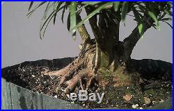 Bonsai Tree, Old Collected Podocarpus, Wonderful Nebari and branching! #3