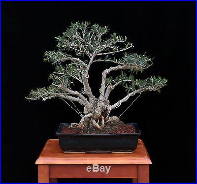 Bonsai Tree Old Indoor/Outdoor Olive with 4 ½ Trunk