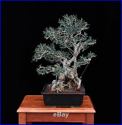 Bonsai Tree Old Indoor/Outdoor Olive with 4 ½ Trunk
