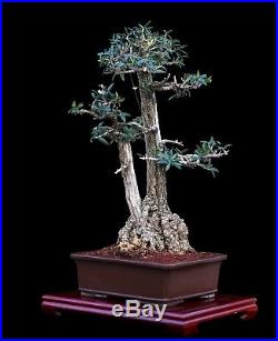 Bonsai Tree Old Indoor/outdoor Twin Trunk Olive With 9 Base