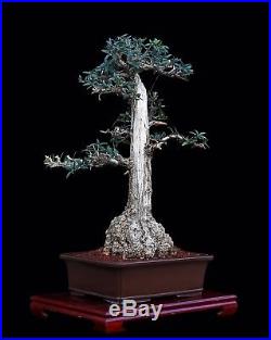 Bonsai Tree Old Indoor/outdoor Twin Trunk Olive With 9 Base