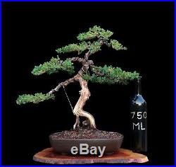 Bonsai Tree Old Japanese Juniper (Procumbens Nana) in Vintage Tokoname Clay Pot