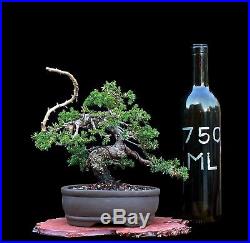 Bonsai Tree Old Shohin Japanese Juniper (Procumbens Nana) in Yixing Clay Pot