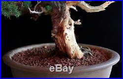 Bonsai Tree Old Shohin Japanese Juniper (Procumbens Nana) with 2 Trunk
