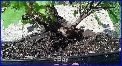 Bonsai Tree, Old Wild Muscadine Grape, Fantastic Prebonsai, Vitis rotundifolia