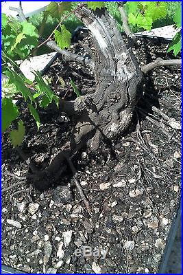 Bonsai Tree, Old Wild Muscadine Grape, Fantastic Prebonsai, Vitis rotundifolia