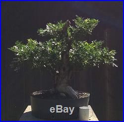 Bonsai Tree, Orange Jasmine, Large Size Speciemen, Very Old Tree, Mature