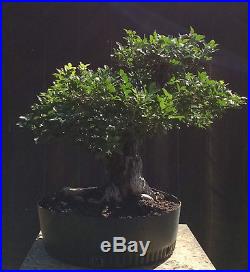 Bonsai Tree, Orange Jasmine, Large Size Speciemen, Very Old Tree, Mature