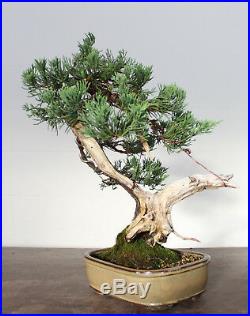 Bonsai Tree, Parsoni Juniper, Finished Bonsai, Amazing Deadwood, Unusual Style